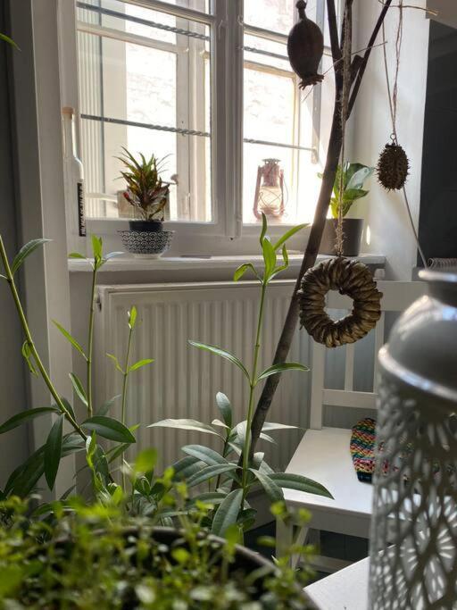 Playground Apartman Kolozsvár Kültér fotó